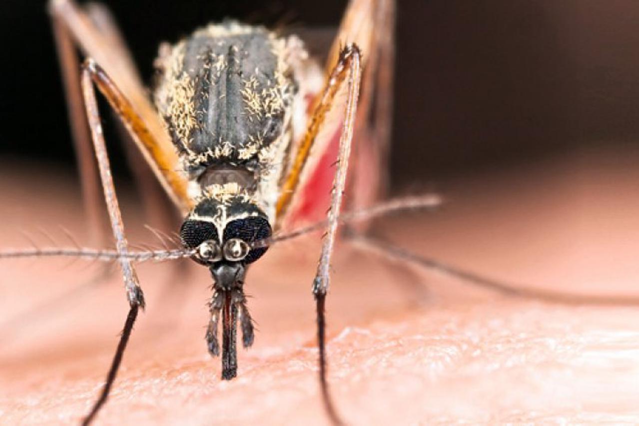 Komarac je iznimno opasan prijenosnik zaraza