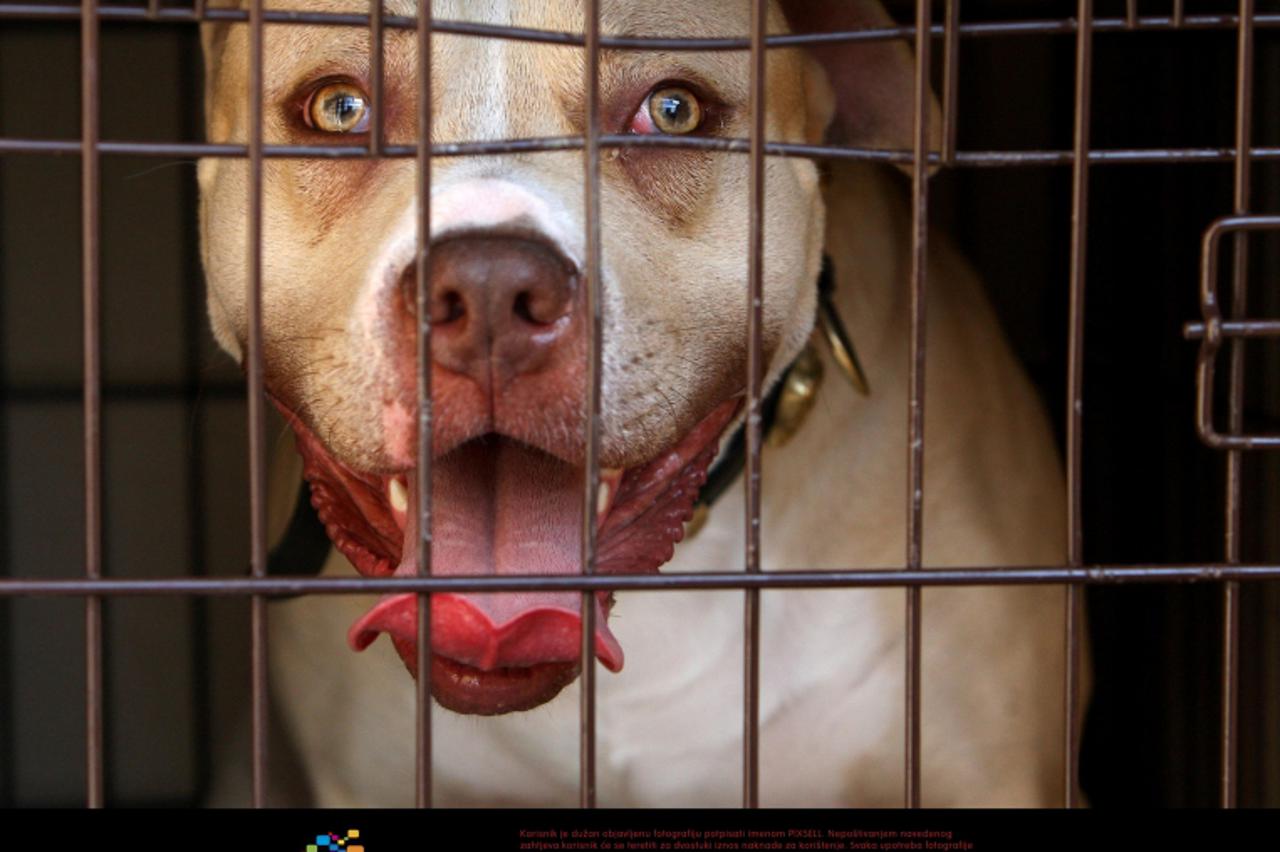 'A pitbull seized during a raid on an address in Kennington, south London, as part of operation Navara, targeting dangerous dogs. Photo: Press Association/Pixsell'