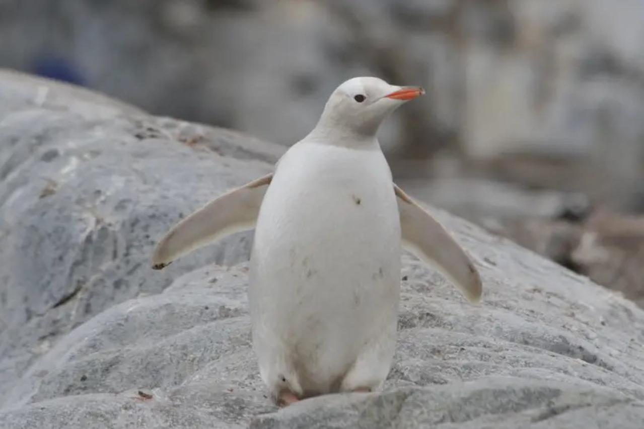 bijeli-pingvin