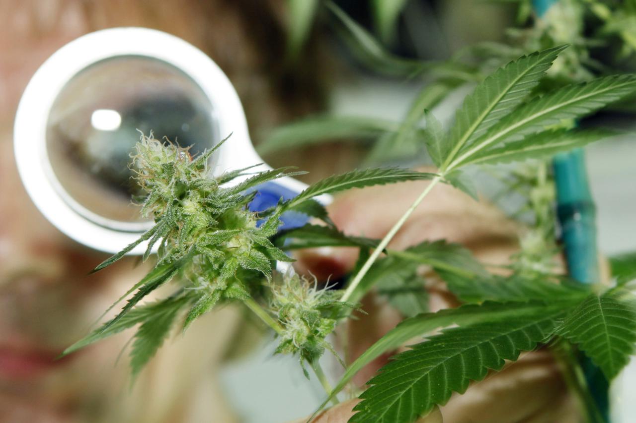 Medical marijuana caregiver Bret Kantola examines the bud on a new strain of medical marijuana that he is growing in his grow facility  in Denver on June 23, 2011.  Many new regulations governing medical marijuana growers and dispensaries go into effect i