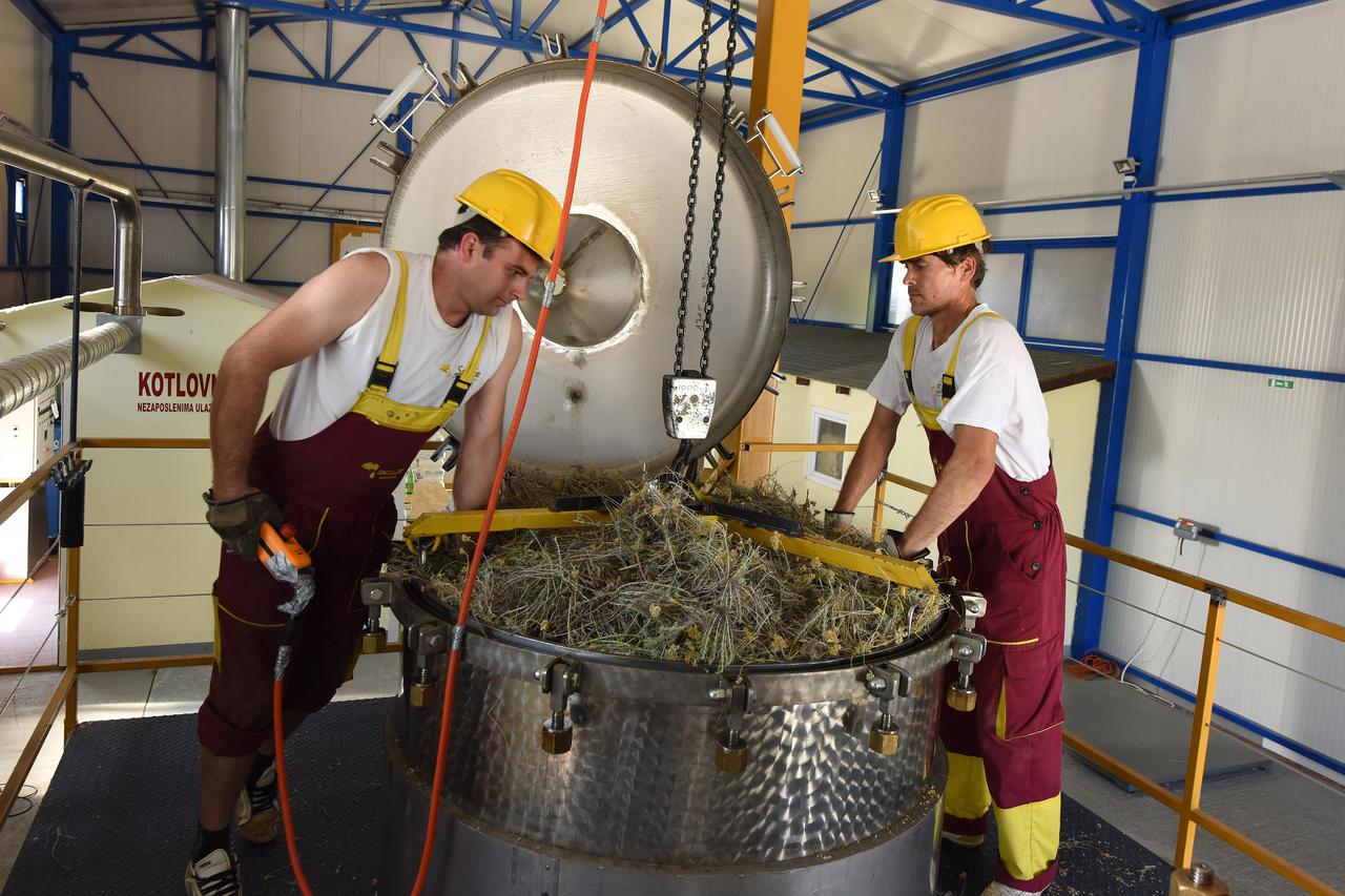 15.07.2015., Macure - U Macurama kod Kistanja nalazi se pogon za preradu smilja i jedan od najvecih otkupljivaca smilja u Hrvatskoj. Tvornica za destiliranje etericnih ulja u vlasnistvu je Milivoja Macure, a moze preraditi 25 tona u 24 sata. Otvorena tvor