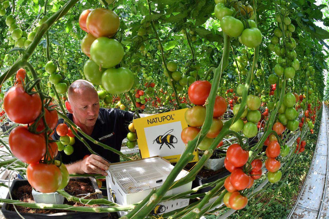 Employee Huub van den Hombergh looks at a box with bumblebees in a greenhouse of the Wittenberg Vegetable GmbH in Wittenberg (Saxony-Anhalt), Germany, 05 July 2016. The useful insects pollinate the tomato plants. The so called Luther tomatos (named after 
